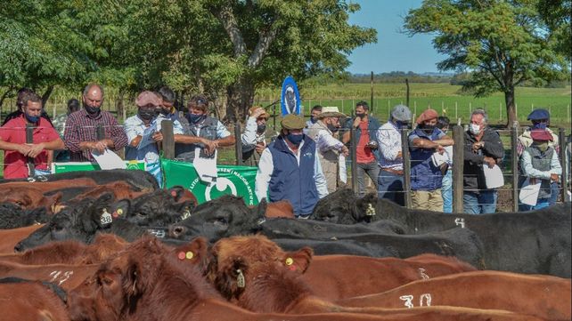 Estas pruebas permiten que los toros demuestren a campo todo el potencial genético de Angus