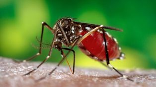Dengue: aclaran sobre operativos de fumigación en hogares particulares
