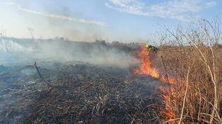 Incendios: el Delta en llamas y el humo afecta la región