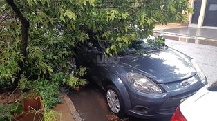 La lluvia dejó ramas caídas en distintos puntos de la ciudad