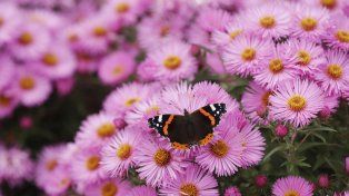 Las mariposas están desapareciendo en Estados Unidos a un ritmo alarmante