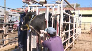 Las pruebas de campo se realizaron en INTA Rafaela