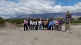 Orgullo nacional: el banco de germoplasmas de olivos más grande de América es argentino