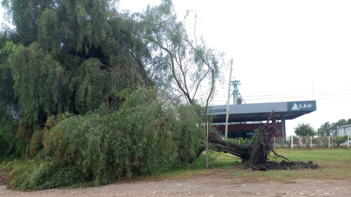 La tormenta causó caída de árboles y voladura de techos