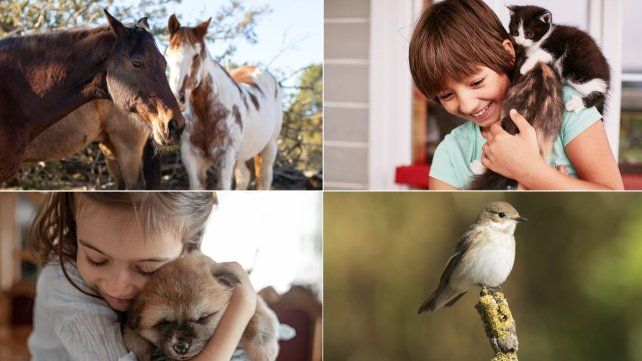 Día del Animal: La fecha tiene que ver con el fallecimiento