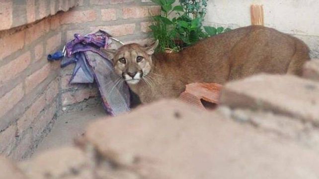 El animal estaba en el ingreso a una casa en la capital jujeña.