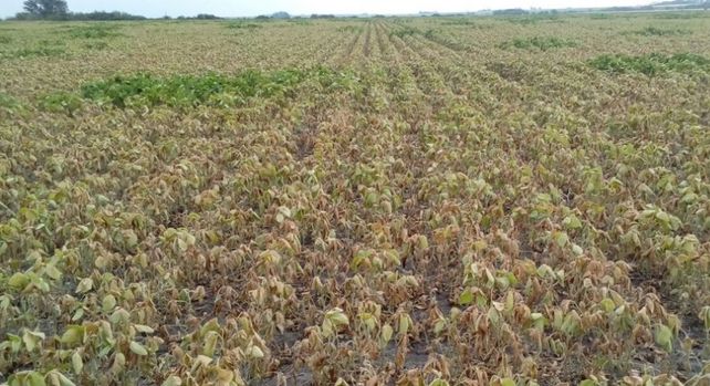 Por la sequía, Bordet declaró la emergencia agropecuaria