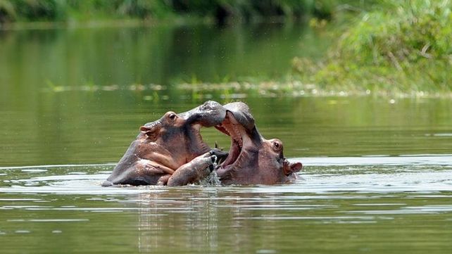Los hipopótamos de Pablo Escobar ponen en riesgo la fauna autóctona colombiana.