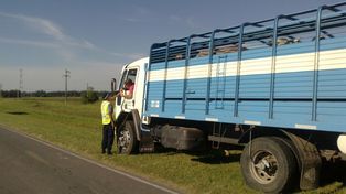 Secuestran tres camiones con 59 vacunos sin documentación en rutas de la provincia