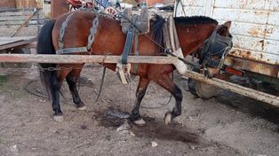Los caballos fueron rescatados tras la denuncia de maltrato animal.