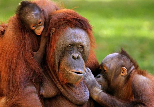 Casi personas: los grandes simios podrían ser declarados “patrimonio vivo de la humanidad”