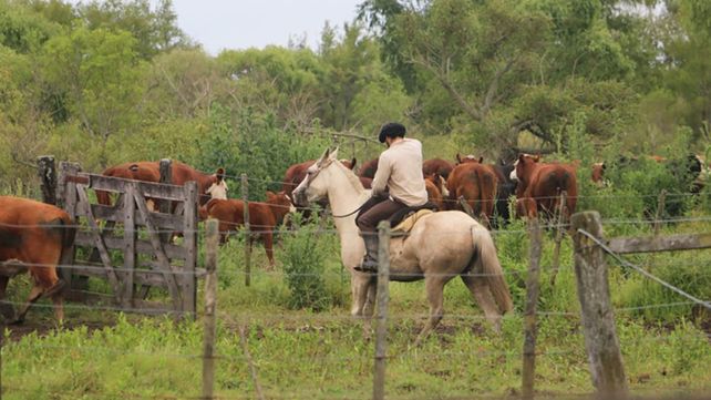 En zona de islas y campos inundables entrerrianos hay poco más de 492.000 cabezas de ganado. Piden reubicación ante las cosecuencias previstas por El Niño