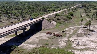 La guardia rural Los Pumas recuperó 47 vacunos valuados&nbsp;
