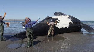 Desde hace varios días vienen apareciendo ballenas muertas en la zona cercana a Puerto Madryn.&nbsp;