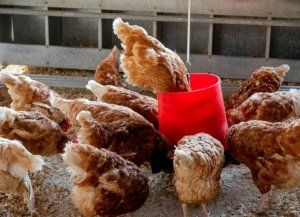 Senasa emite nuevas recomendaciones para prevenir la propagación de la influenza aviar