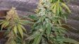 Tres detenidos por plantar marihuana en una vivienda de la zona sur