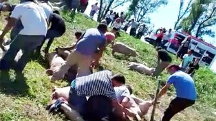 Córdoba: volcó camión con cerdos y vecinos los carnearon en la ruta