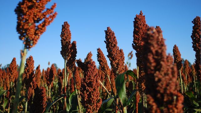 Sorgo. Las expectativas sobre el cultivo apuntan a una campaña superior a la anterior