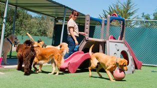Espacios adecuados para perros y gatos, salubridad e higiene, personal capacitado y medidas de seguridad para proteger a las mascotas, son algunas de las claves de la iniciativa.