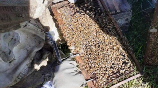 Con 255 toneladas, Entre Ríos se posiciona como líder nacional en miel orgánica