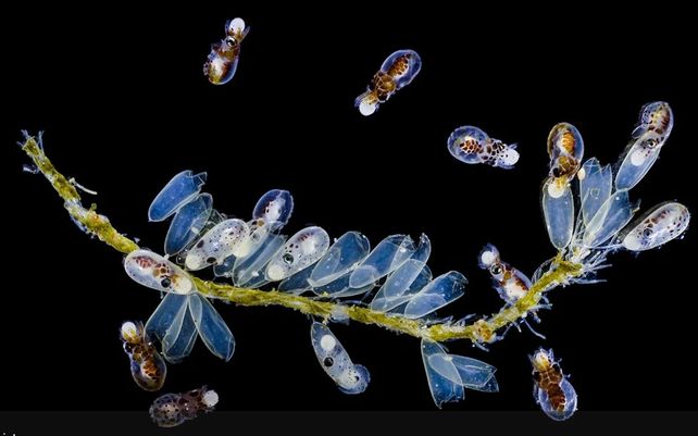 Las maravillosas imágenes que celebran la diversidad de la flora y fauna del planeta