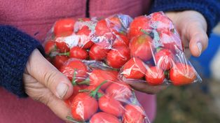 Tomates agroecológicos producidos en La Picada.&nbsp;