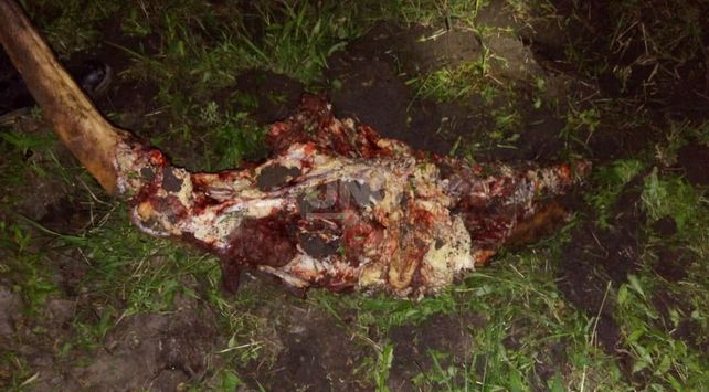 Descubrieron que tenía una vaca envuelta en una frazada bajo su cama