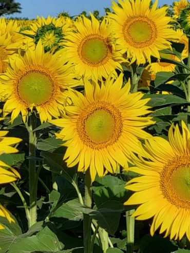 El girasol gana terreno y abre un debate sobre su lugar en el agro