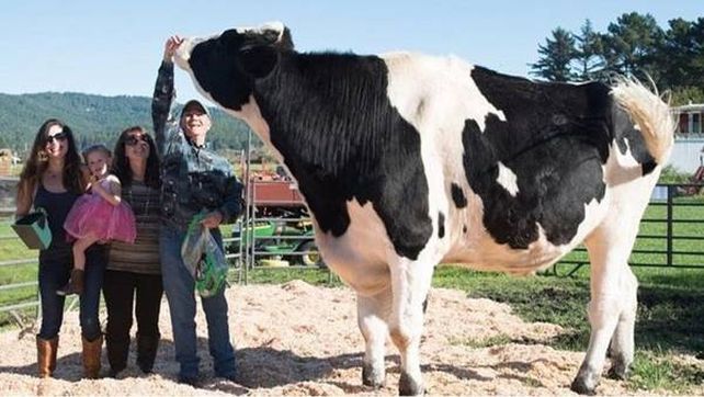 El toro más grande del mundo