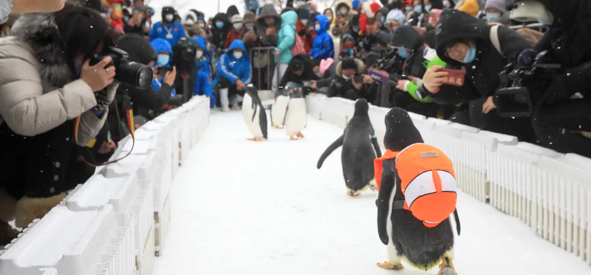 Pingüinos con mochilas desfilan para los turistas en el Parque Polar de Harbin, en la provincia de Heilongjiang, China. El parque ha sido criticado por activistas de derechos, como Peta, por el trato que se da a sus animales, en particular a los osos polares.