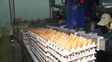 La inocuidad de los ovoproductos en el corredor avícola entrerriano potencian las exportaciones