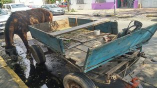 Menores detenidos cuando manejaban un carro tirado por un caballo con signos de maltrato por Bulevar