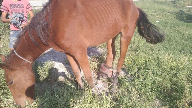 Rescataron una yegua que ya no podía caminar por una infección en una pata