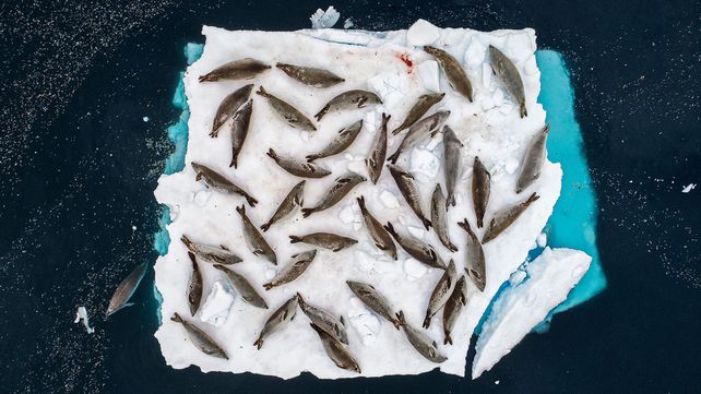 Imágenes ganadoras del premio Fotógrafo de Vida Silvestre 2018