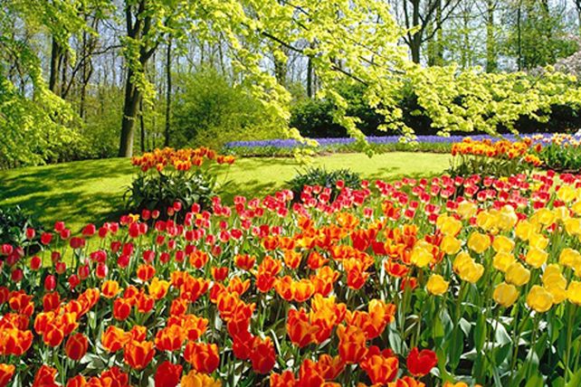 Las plantas siguen al sol