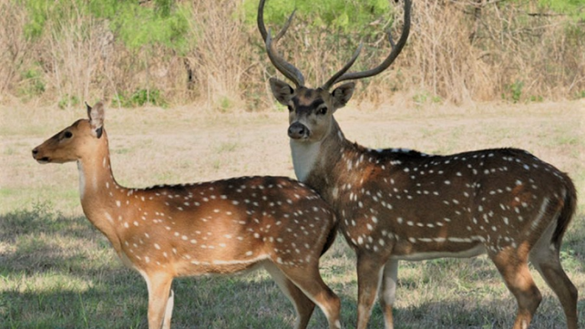 Los ciervos axis son de tamaño mediano y tienen una coloración marrón interrumpida por manchas blancas