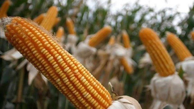 El maíz de primera tendría fuerte salto productivo en esta campaña