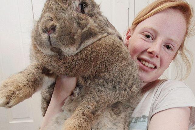 El más grande: el conejo Ralph pesa ¡23 kilos!