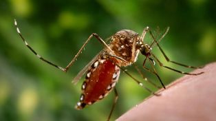 Científicos escoceses descubrieron una bacteria que bloquea el dengue y el zika