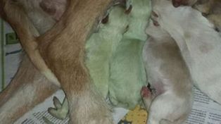 Como el increíble Hulk, en Valladolid nacieron dos perros de color verde