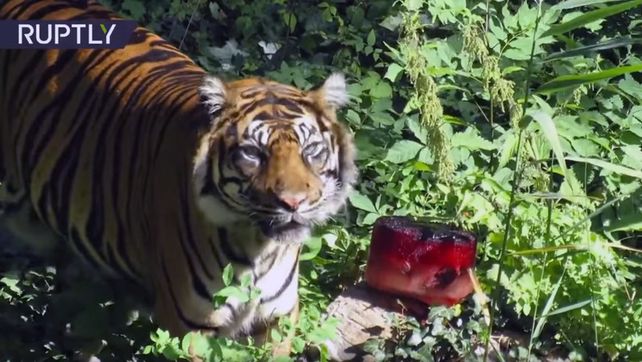 Le sirvieron un helado sangriento a un tigre en un zoo Le sirvieron un helado sangriento a un tigre en un zoo
