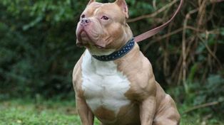 Los ataques de pitbull se repiten en la ciudad