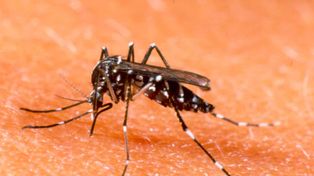 Confirmaron dos casos de dengue en la provincia de Santa Fe