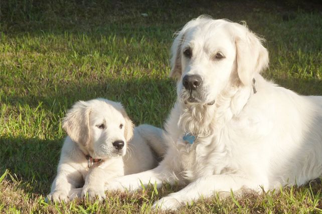 Guardería de mascotas: la opción ideal para planear las vacaciones