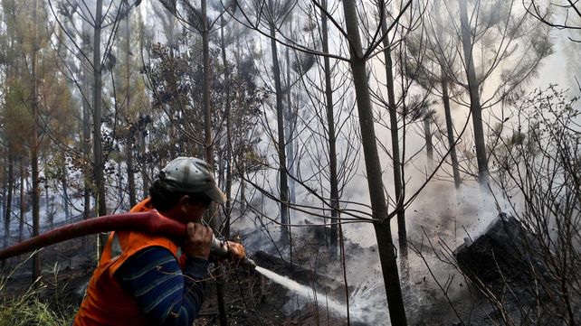 Las imágenes más estremecedoras de los incendios forestales en Chile