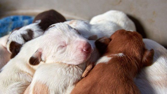 El Concejo Deliberante de Concordia aprobó una ordenanza que prohíbe la cría y comercialización de animales domésticos con fines lucro&nbsp;