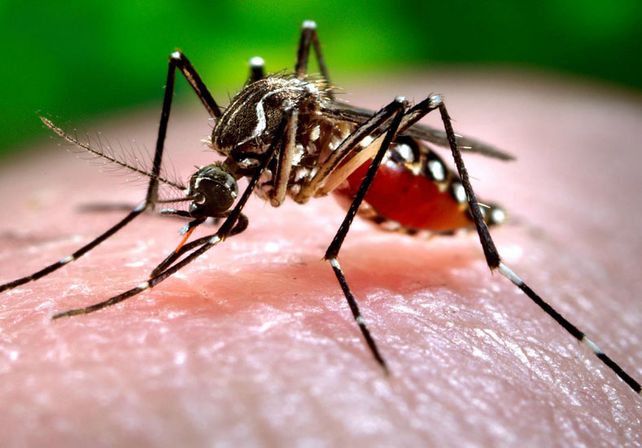Cómo detectar en simples pasos si hay presencia de Aedes en tu casa, barrio o colegio