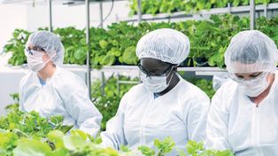 Avanza en Argentina el ensayo de una novedosa vacuna vegetal contra el Covid-19