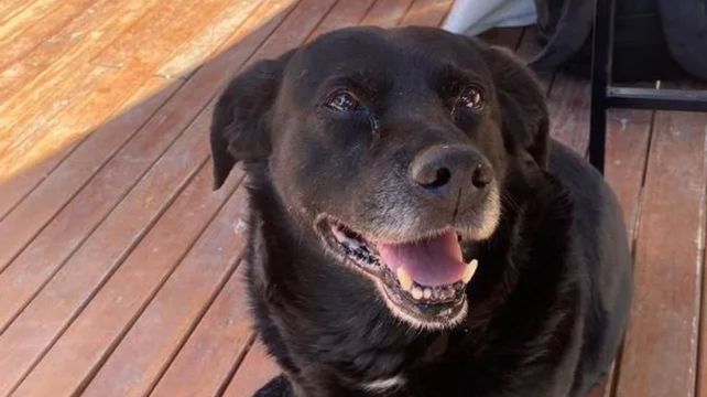 Garrafa murió tras un ataque de un pitbull a principios de febrero.&nbsp;
