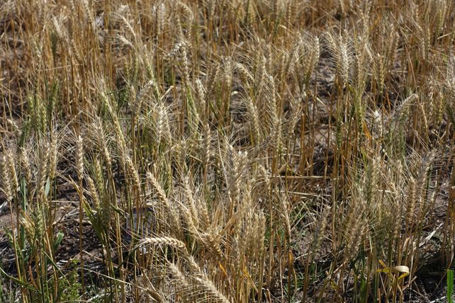 Los problemas de calidad del trigo 23/24 de Argentina podrían convertirse en un problema para los molinos locales